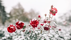 Grudzień w ogrodzie. O jakich pracach nie zapomnieć?