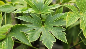 Fatsia japońska ma bardzo charakterystyczne liście.