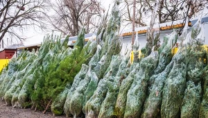 Jaki gatunek drzewka najlepiej wybrać?