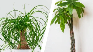 Popularne drzewka egzotyczne - nolina i pachira.