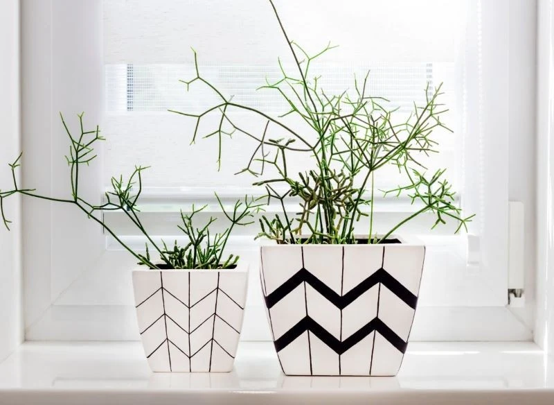 Co trzy lata patyczaka należy przesadzić, wymieniając całkowicie podłoże na nowe