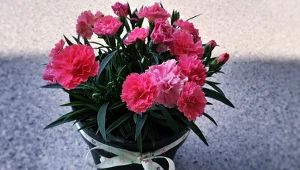 Goździki doniczkowe stanowią wyjątkową ozdobę domu.