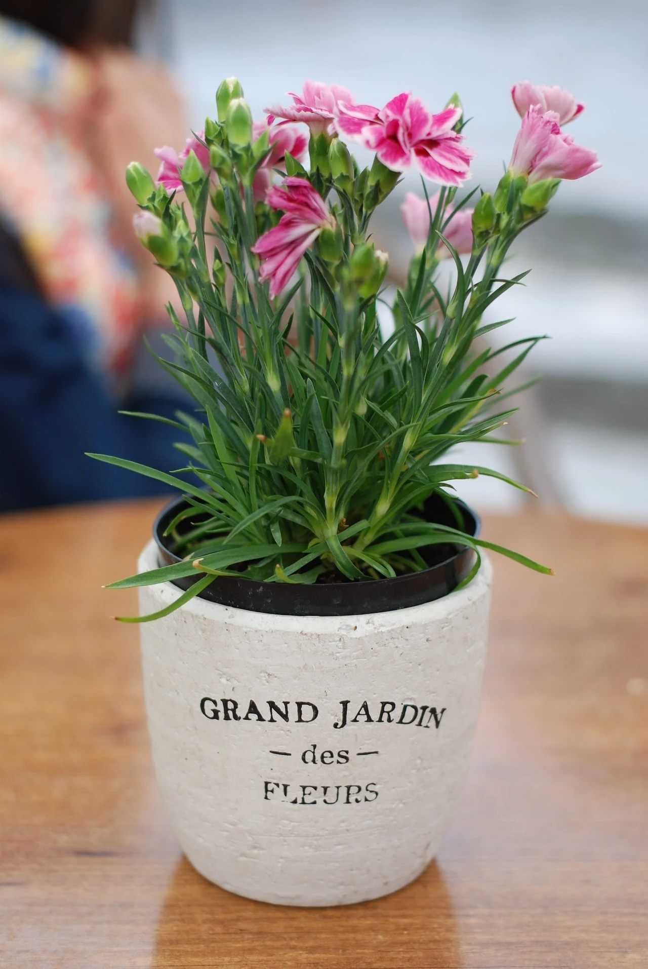 Goździki doniczkowe w domu prezentują się niezwykle efektownie