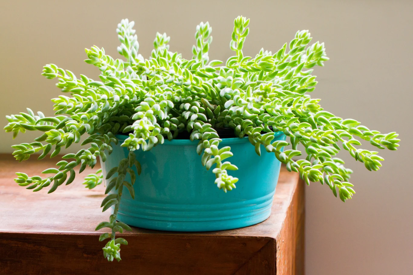 Rozchodnik Morgana ma długie i mięsiste pędy