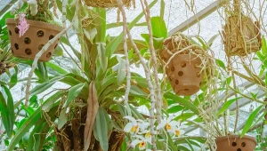 Storczyki uprawiane w powietrzu to ciekawa i oryginalna dekoracja wnętrza.