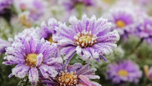 Aster nowobelgijski jest morozoodporny i pięknie prezentuje się w ogrodzie zimą.