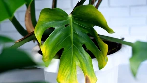 Żółte plamy na liściach monstery to efekt działania szkodników, które trzeba jak ajszybciej zwalczyć.