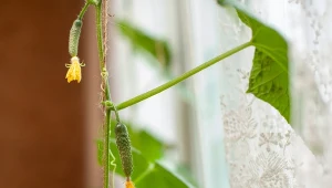 Sadzenie i uprawa ogórka w doniczce