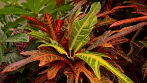 Pielęgnacja krotonów w domu i ogrodzie może sprawiać trudność