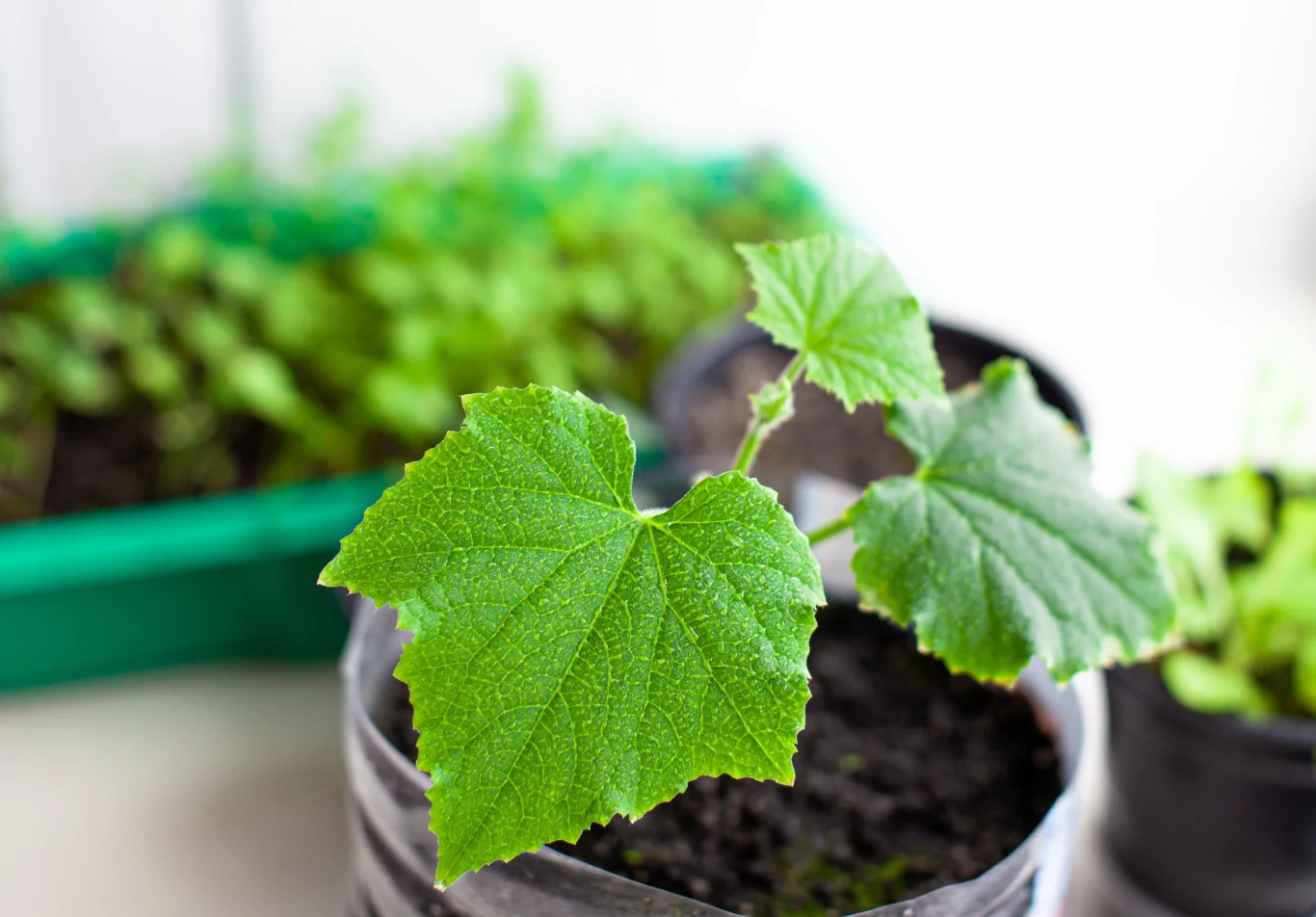 Ogórki wymagają obfitego podlewania i częstego nawożenia