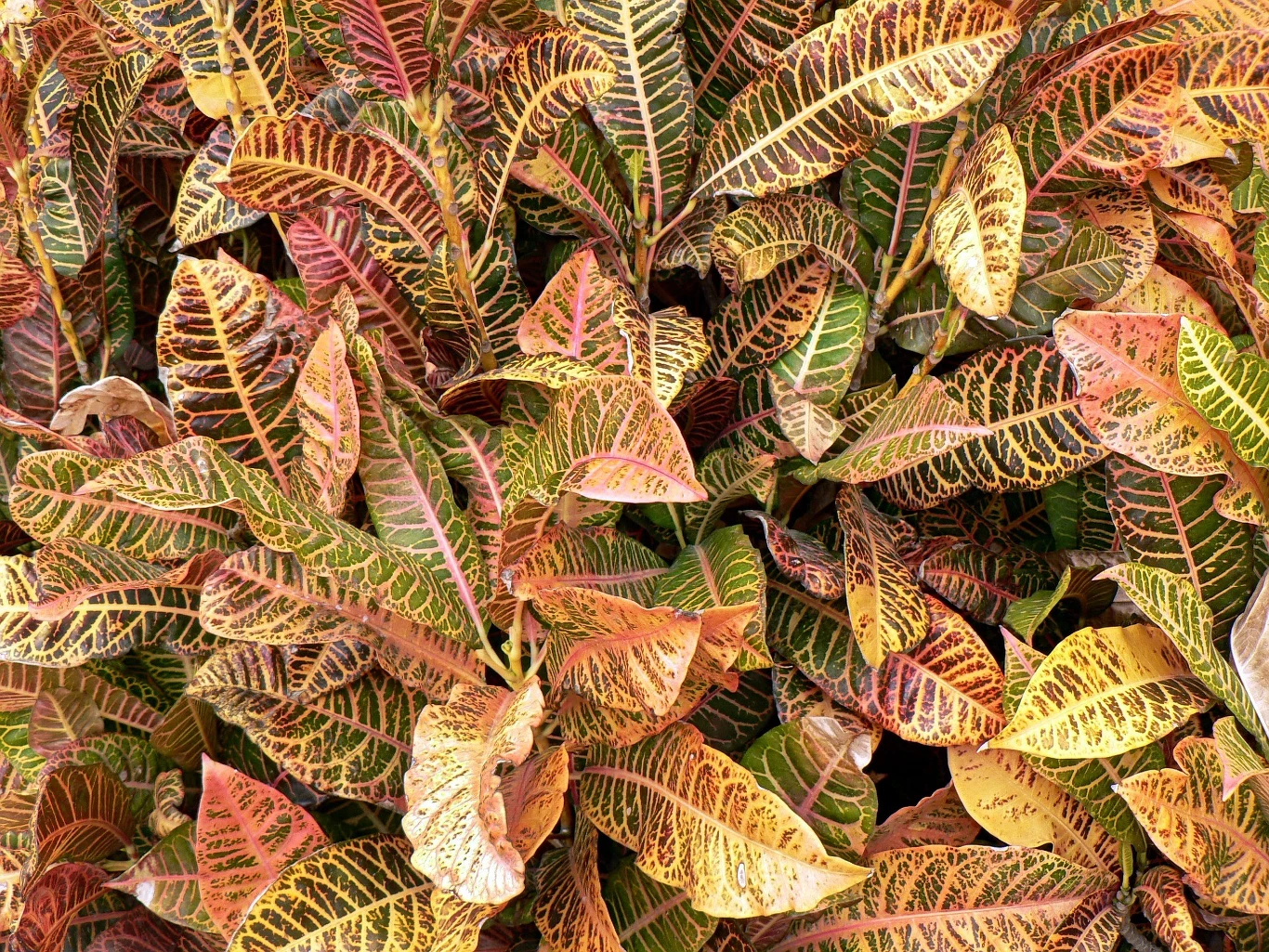 Niektóre odmiany krotonu mają brązowe liście