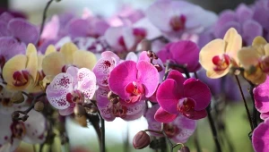 Quiz z wiedzy o storczykach.