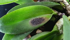 Czarny nalot na liściach? Tak zwalczysz grzyba i odratujesz storczyki.