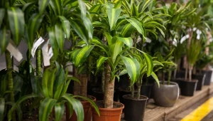 Juka to popularna roślina doniczkowa.