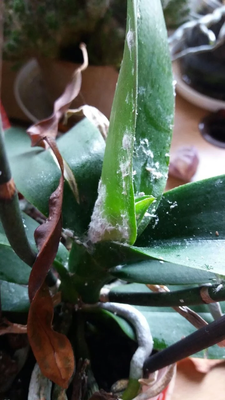 Wełnowce na storczyku