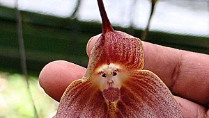 Fot. Wikipedia.org, Dick Culbert, CC BY 2.0