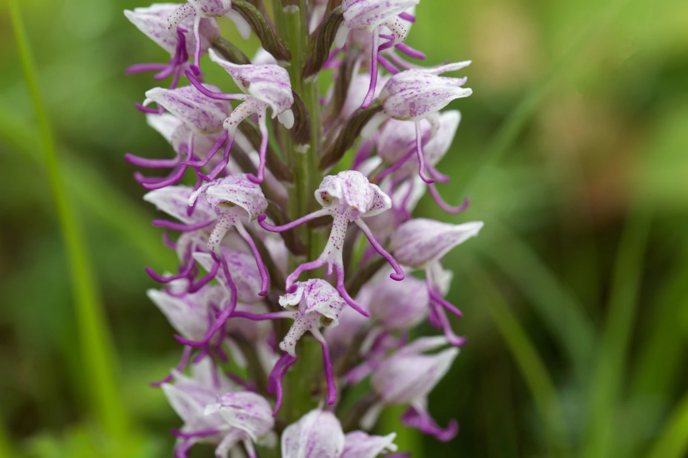 Małpi storczyk - Orchis simia rośnie na łąkach i wyrasta z bulwy