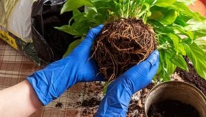 Przesadzanie roślin doniczkowych krok po kroku