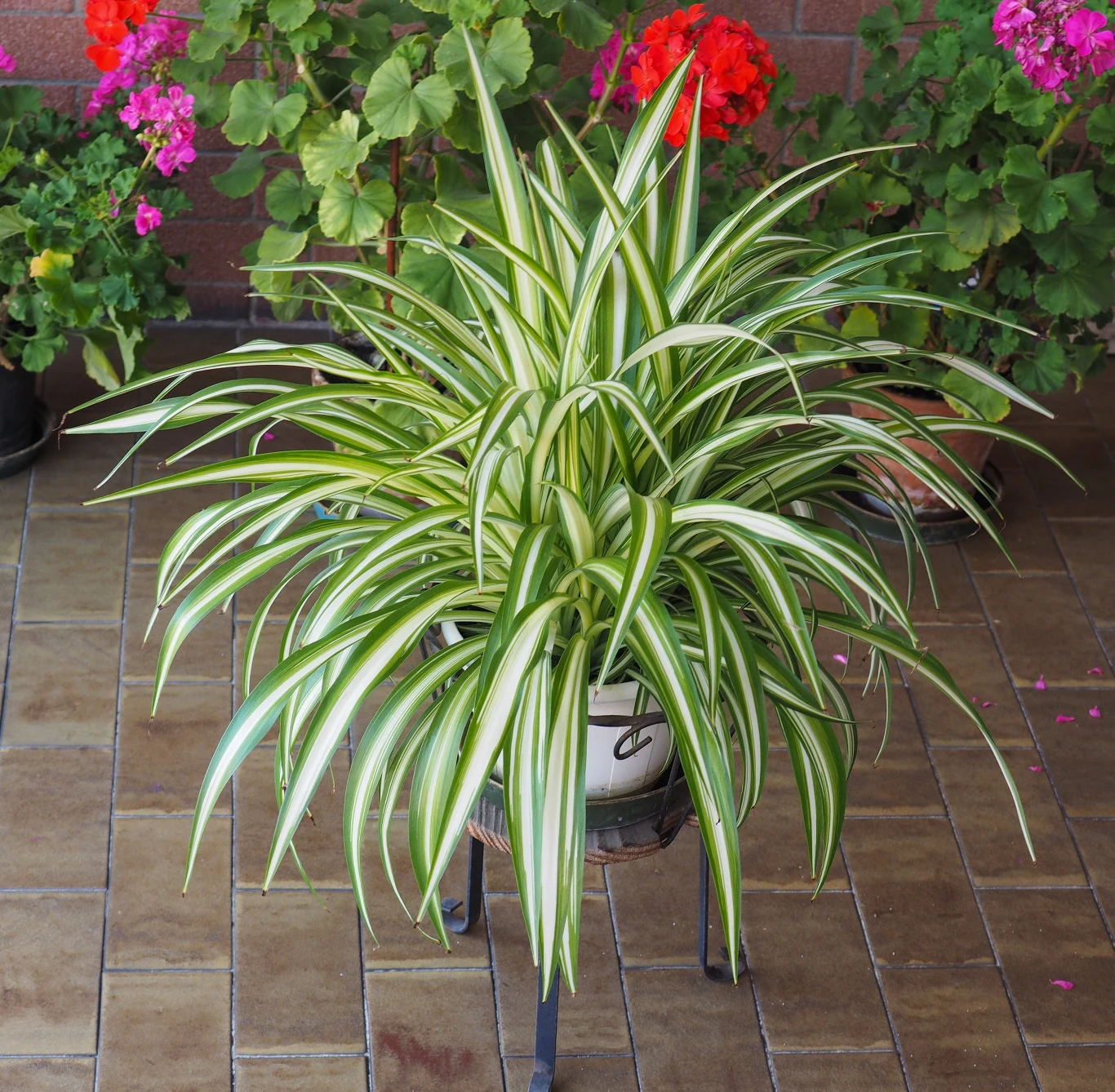 Zwykle odradza się przesadzanie roślin doniczkowych zimą