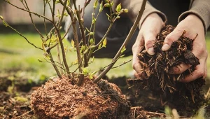 Listopad to ostatni miesiąc na wykonanie niezbędnych prac w ogrodzie.