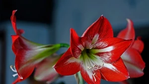 Twój amarylis przekwitnął? Tak sprawisz, że na nowo wyda kwiaty