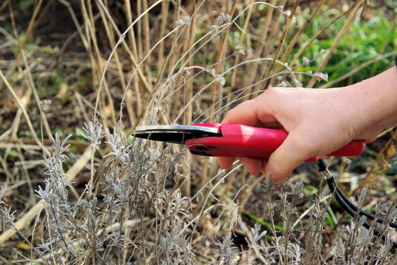 Przycinanie lawendy wykonujemy w ciepły, pochmurny i bezdeszczowy dzień