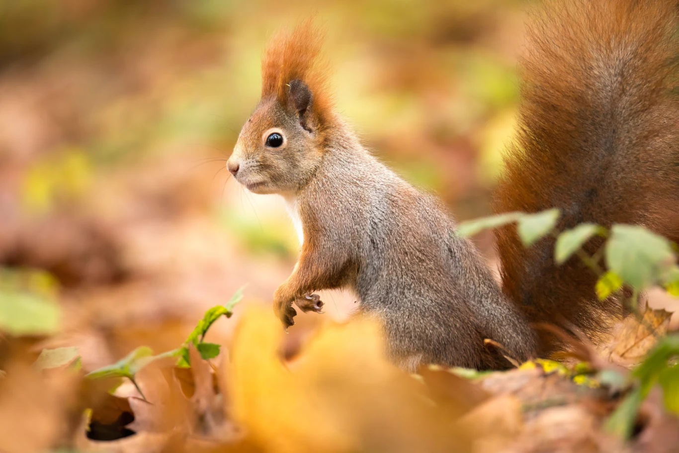 Co jedzą wiewiórki