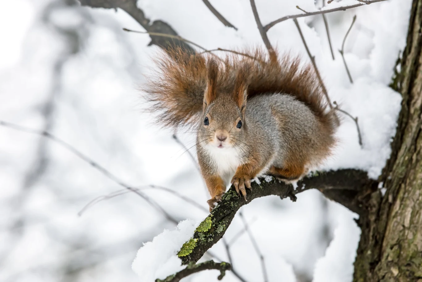 Dokarmianie wiewiórek zimą pomaga im przetrwać, jeśli zgromadzony wcześniej pokarm zalega pod warstwą śniegu.