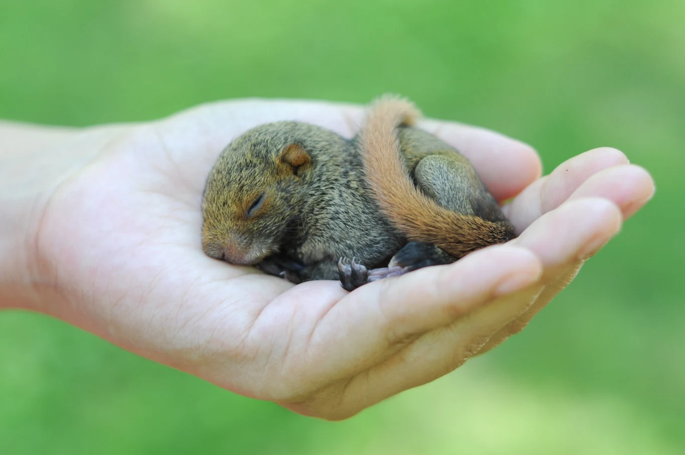 Młode wiewiórki piją zagęszczone mleko