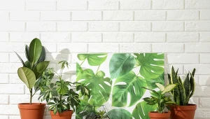 Wnętrze pełne modnych kwiatów doniczkowych to najgoretszy trend wnętrzarski 2021 roku.