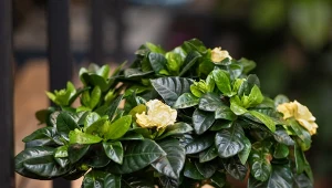 Gardenia to roślina o przepięknym zapachu.