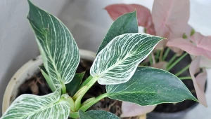 Fot. filodendron w doniczce / 123RF/PICSEL