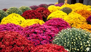 Najpiękniejsze chryzantemy na Wszystkich Świętych 2021. Fot. 123RF/PICSEL