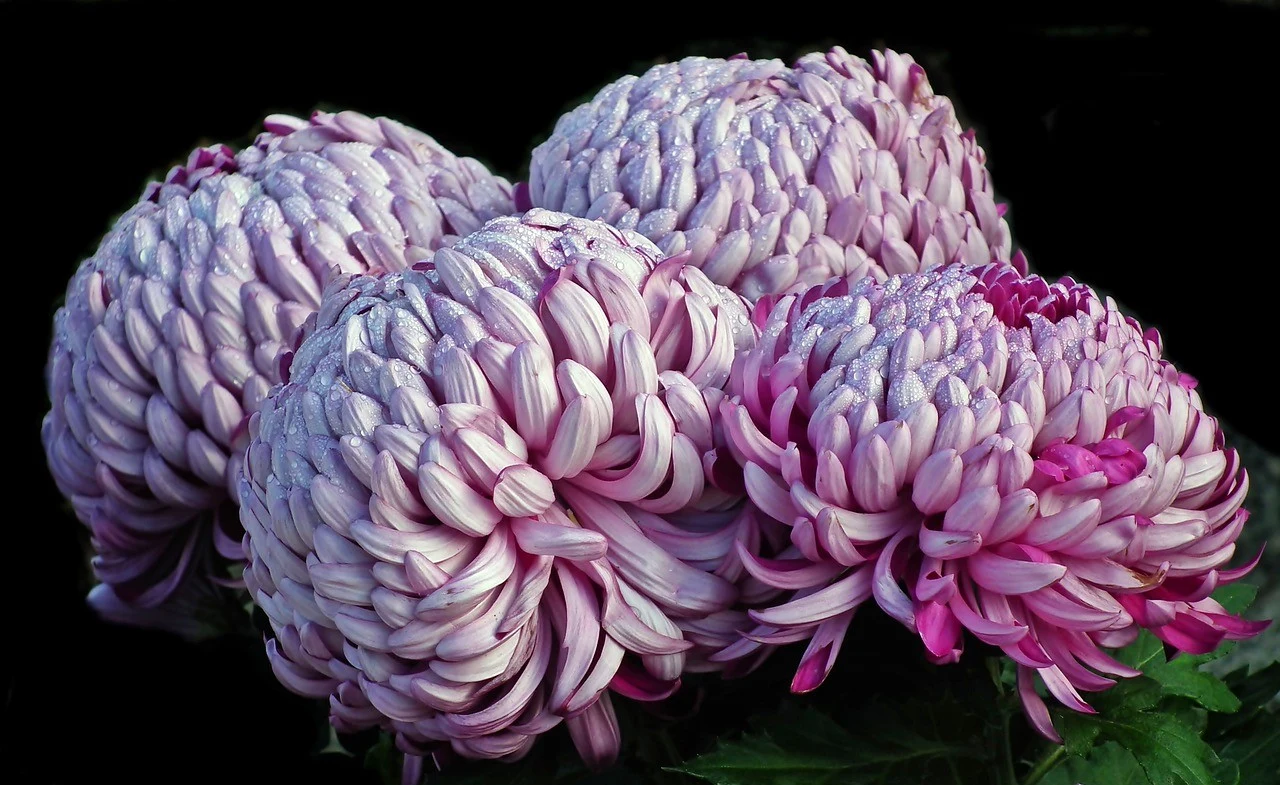 Chryzantemy kule są delikatne i wrażliwe na mróz