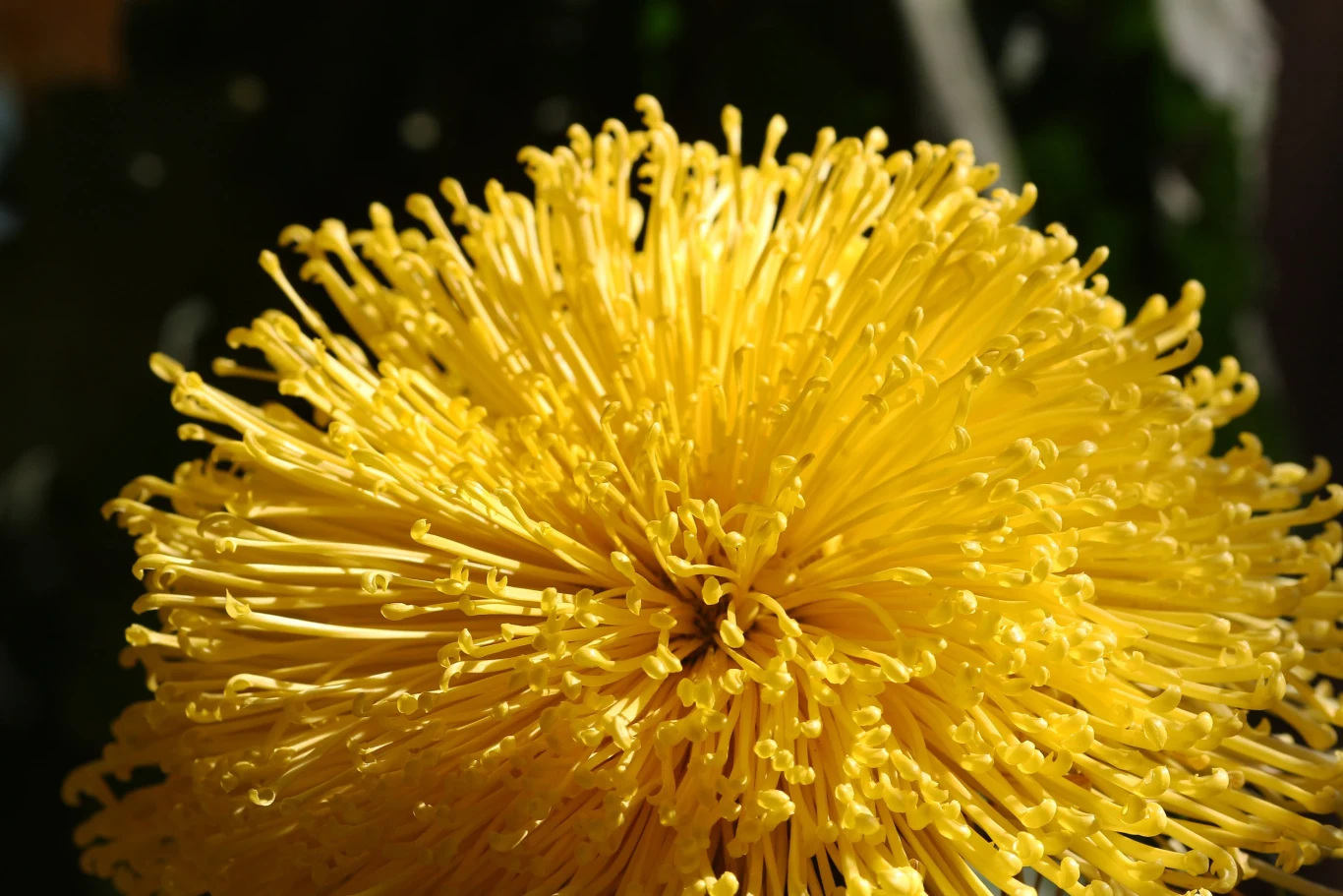 Chryzantemy igiełkowe efektownie prezentują się w kompozycjach nagrobnych