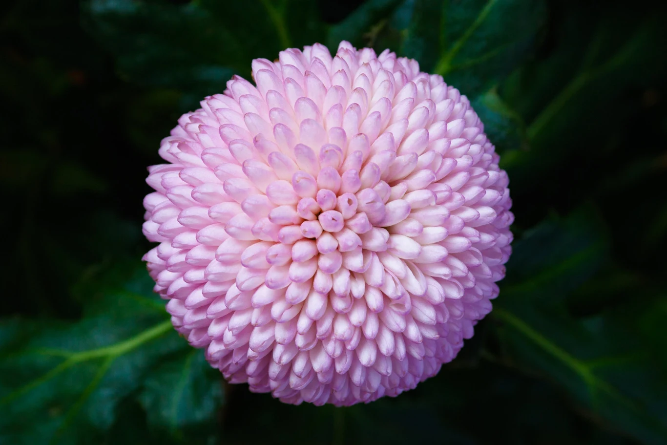 Chryzantema Momoko to jedna z najpiękniejszych odmian chryzantem ciętych na Wszystkich Świętych w 2021 r