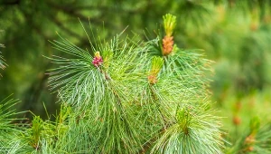 Sosna syberyjska (Pinus sibirica) to atrakcyjne drzewo do ogordu.