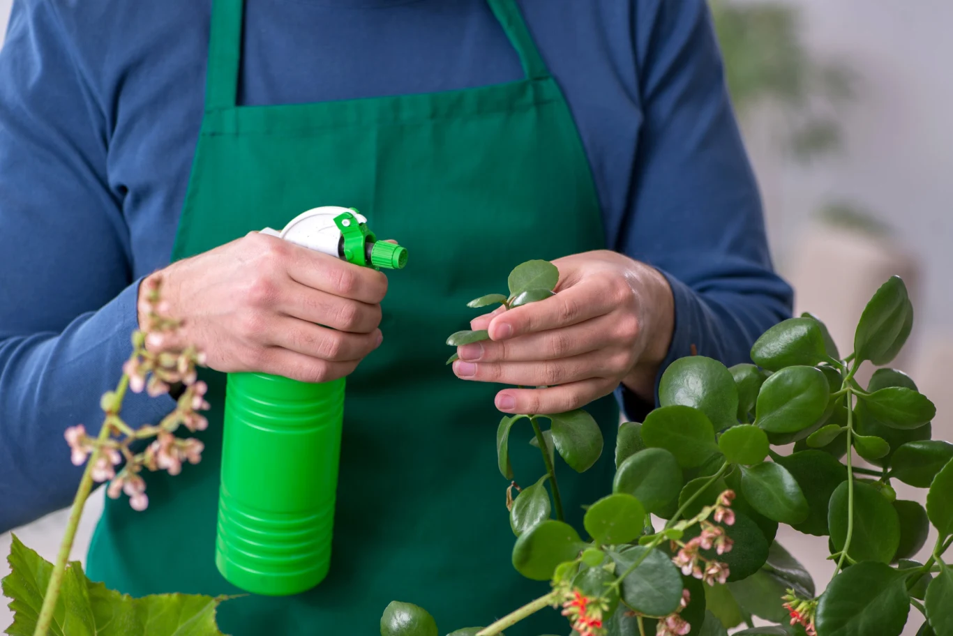 Szkodniki na kwiatach najlepiej spryskać odpowiednim preparatem