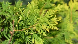 Kiedy sadzić cyprysik Lawsona?