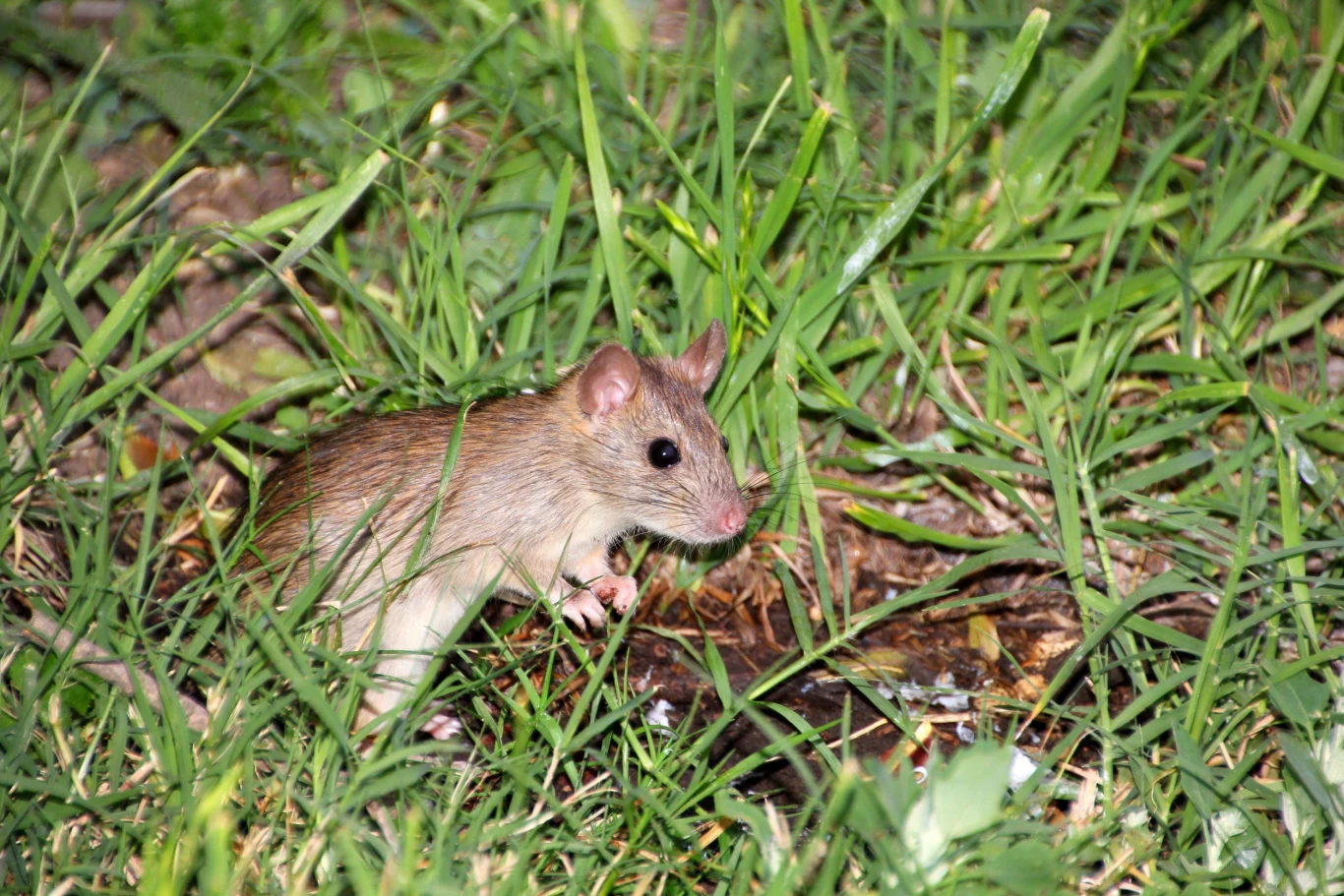 Zwalczanie nornic w ogrodzie