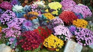 Fot. chryzantemy / 123RF/PICSEL