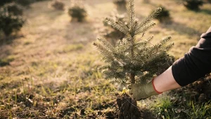 Sadzenie drzewa iglastego.