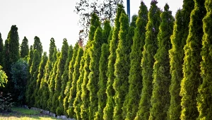 Wśród wysoko rosnących drzew ozdobnych wyjątkowo ciekawie prezentuje się tuja szmaragdowa, idealna na żywopłot.