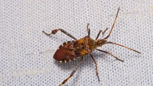 fot. Wtyk amerykański to stosunkowo nowy i nieznany szkodnik, zimujący w naszych domach 123RF/PICSEL