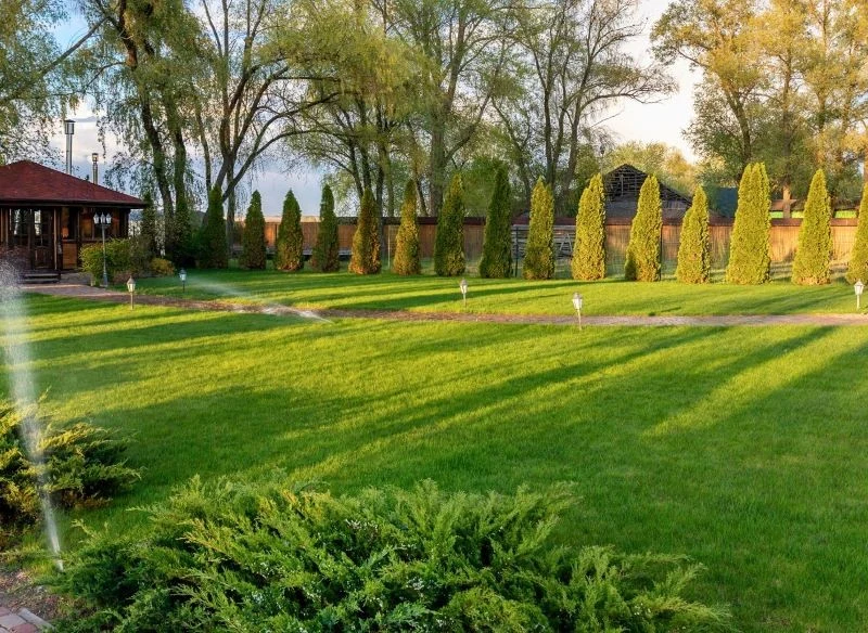 Żywopłot z tui może tworzyć gęstą, zwartą ścianę lub jedynie szpaler dekoracyjny wzdłuż linii ogrodu