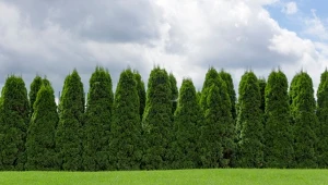 Fot. żywopłot z tui / 123RF/PICSEL