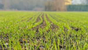 Fot. zakładanie trawnika z siewu / 123RF/PICSEL