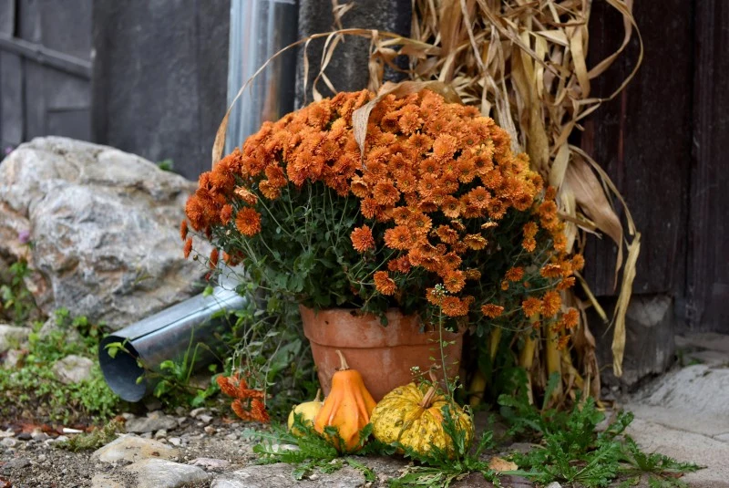 chryzantemy w doniczce