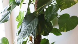 Fot. Filodendron (Philodendron) / 123RF/PICSEL