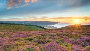 Fot. wrzosowisko / 123RF/PICSEL